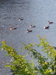 Branta canadensis