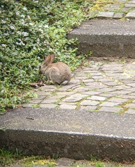Oryctolagus cuniculus