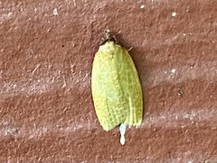 Sparganothis distincta