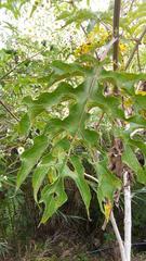 Montanoa bipinnatifida