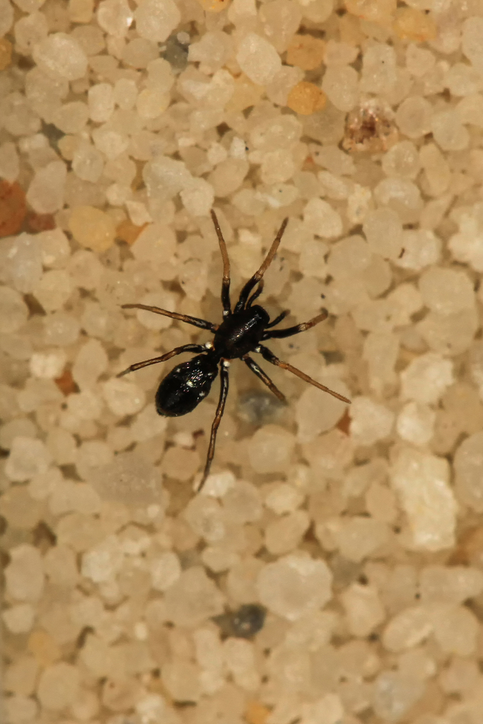 Micaria quinquemaculosa from Port Nolloth, 8280, South Africa on April