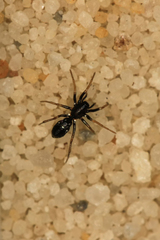 Micaria quinquemaculosa