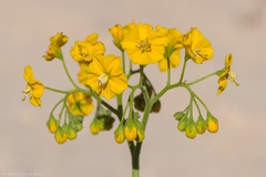 Solanum lycopersicoides