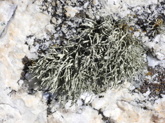 Ramalina subfarinacea