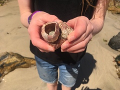 Notomegabalanus decorus