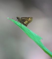 Oriens paragola
