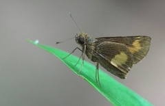 Oriens paragola