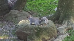 Sciurus carolinensis