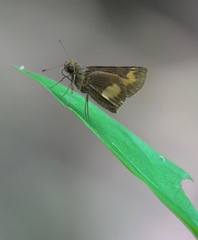 Oriens paragola