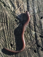 Batrachoseps major major