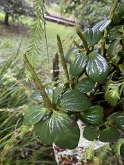 Peperomia