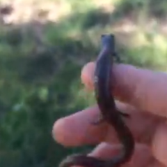 Batrachoseps major major