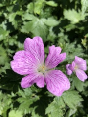 Geranium × oxonianum