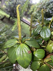 Peperomia