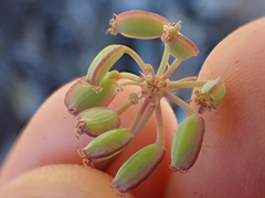 Lomatium howellii