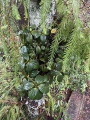 Peperomia