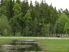 Haliaeetus albicilla