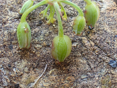 Lomatium howellii