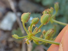Lomatium howellii
