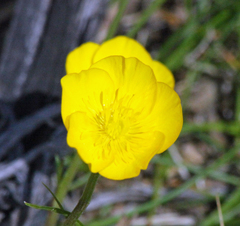 Ranunculus multifidus