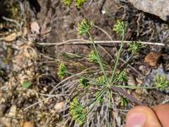 Lomatium howellii