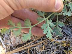 Lomatium howellii