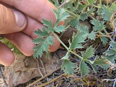 Lomatium howellii