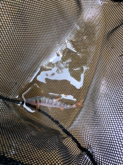 Lythrurus fasciolaris