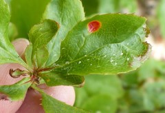 Puccinia graminis