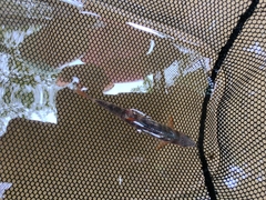 Lythrurus fasciolaris