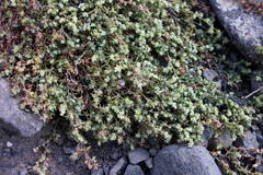 Paronychia illecebroides