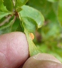 Puccinia graminis