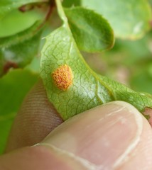 Puccinia graminis