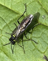 Tenthredo mesomela