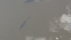 Scardinius erythrophthalmus