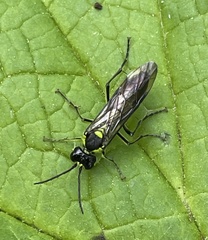 Tenthredo mesomela