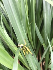 Ommatolampis quadrimaculata