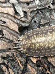 Porcellio monticola
