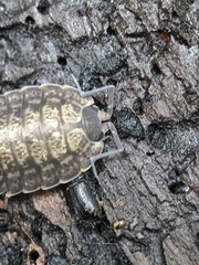 Porcellio monticola