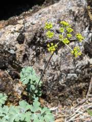 Lomatium howellii