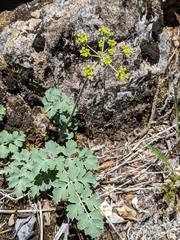 Lomatium howellii