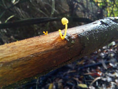 Mycena chusqueophila