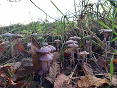 Cortinarius magellanicus
