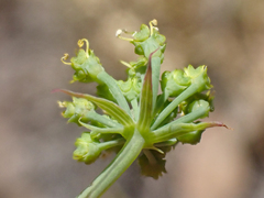 Lomatium howellii
