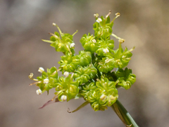 Lomatium howellii