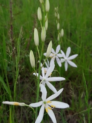 Anthericum liliago
