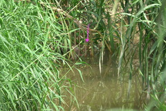 Pseudagrion microcephalum