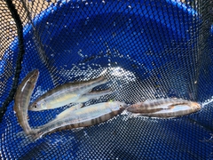 Lythrurus fasciolaris