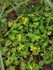 Lysimachia congestiflora
