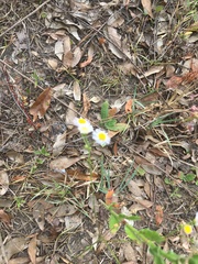 Erigeron vernus